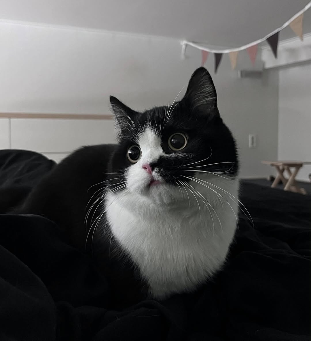 고양이, 정춘배